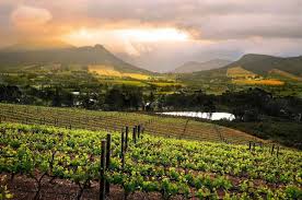 Franschoek Vineyards