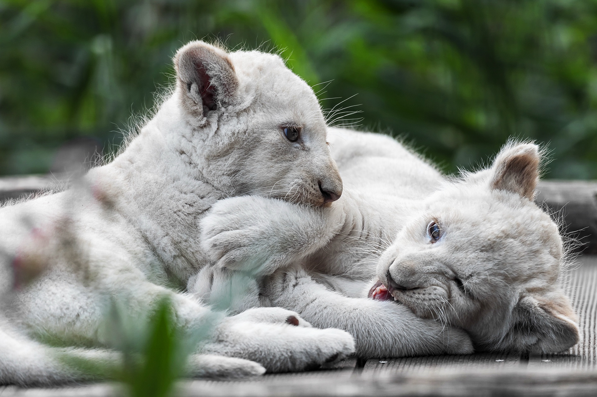 White Lions